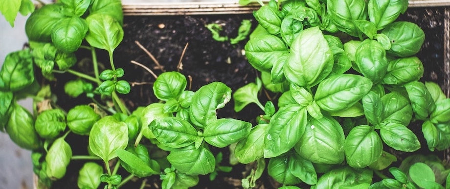 How to Plant Basil Seedlings: A Step-by-Step Guide
